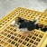 土鸡
