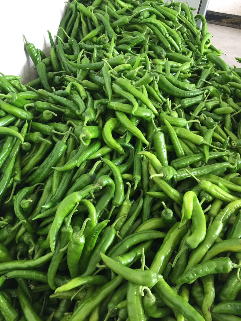 二荆条辣椒丰抗辣椒大量上市，欢迎大家关注