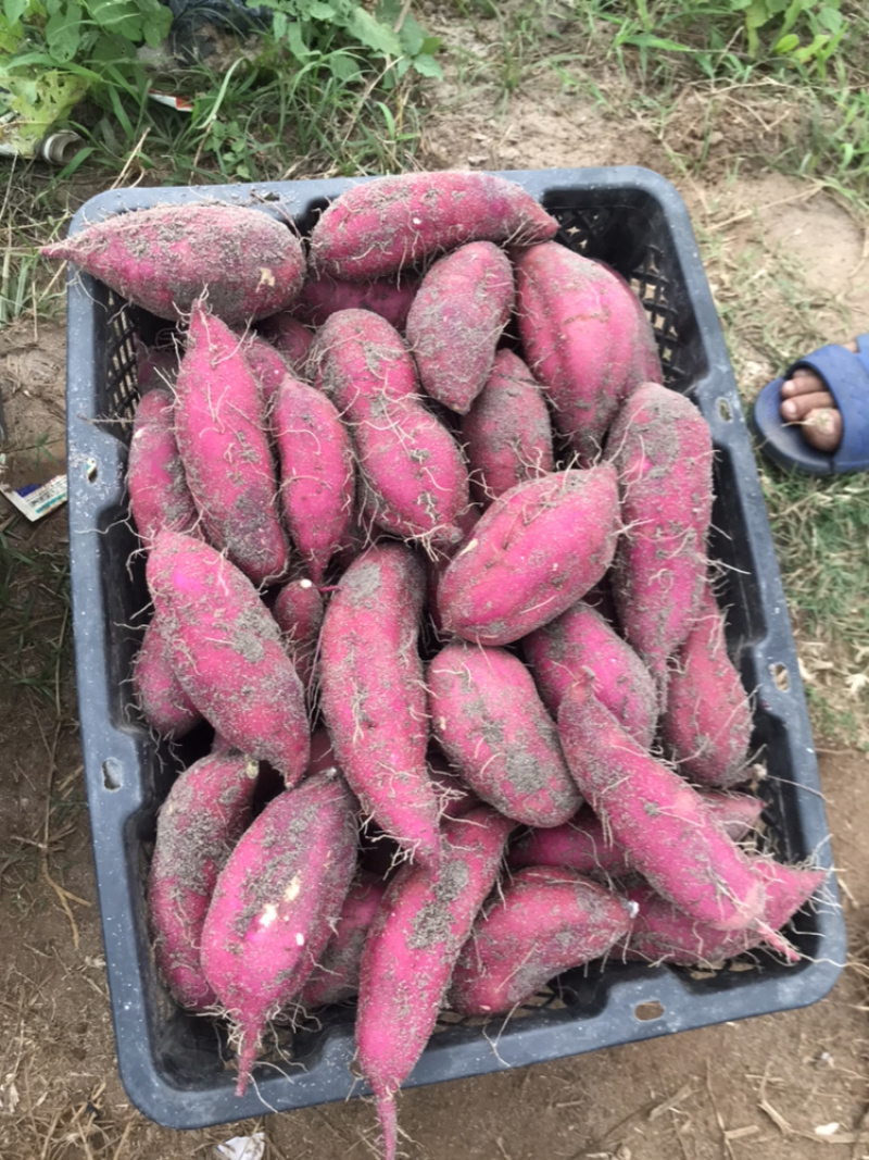 海南澄迈桥头地瓜高系十四品种产地种植量大从优