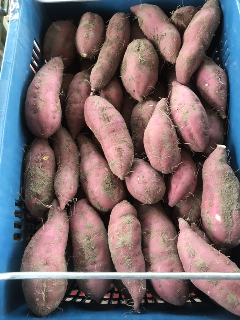 海南澄迈桥头地瓜高系十四品种产地种植量大从优