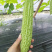 嫁接珍珠苦瓜计划外1200颗！需要的赶紧下手！手慢无