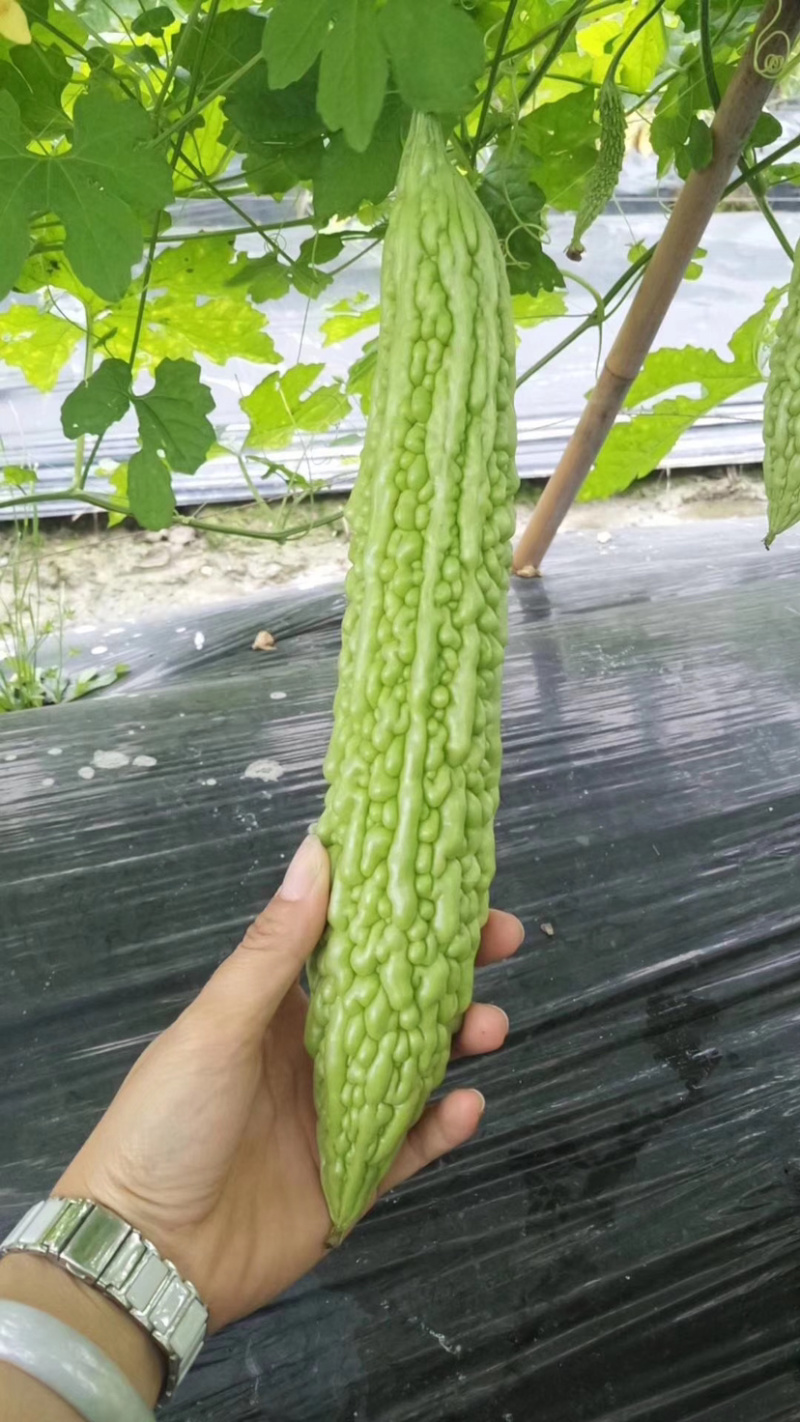 嫁接珍珠苦瓜计划外1200颗！需要的赶紧下手！手慢无