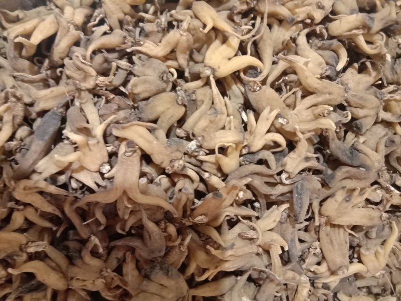 手掌参，常年批发供应野生手掌参中药材量大从优