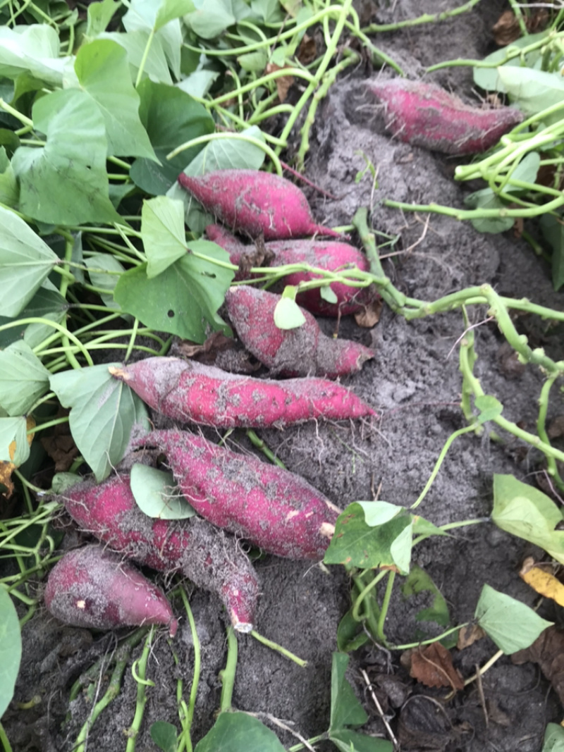 红薯海南澄迈桥头富硒板栗地瓜产地种植量大从优