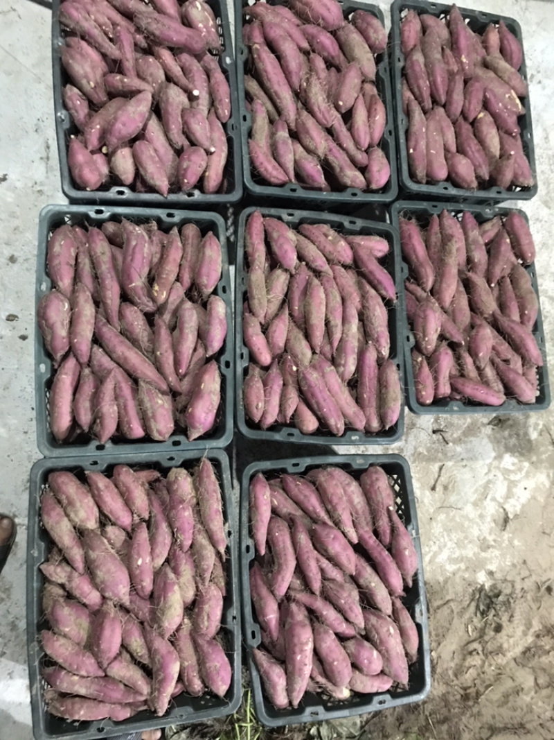 红薯海南澄迈桥头富硒板栗地瓜产地种植量大从优