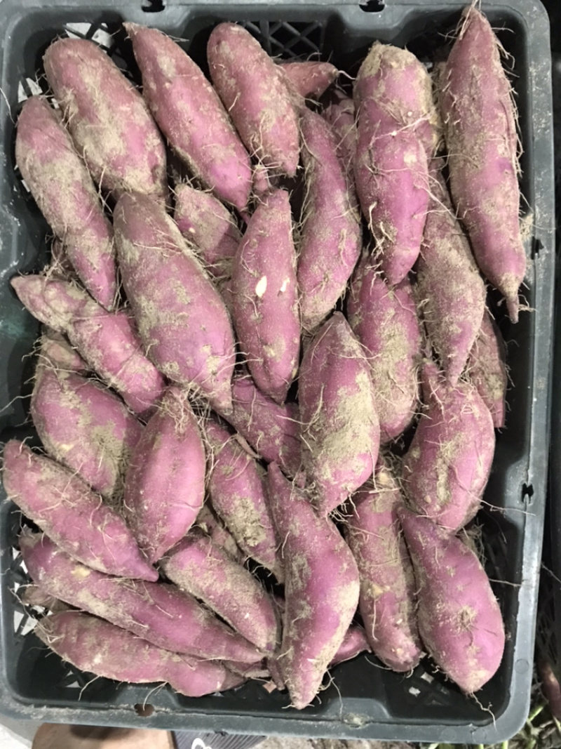红薯海南澄迈桥头富硒板栗地瓜产地种植量大从优