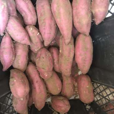 红薯海南澄迈桥头富硒板栗地瓜产地种植量大从优