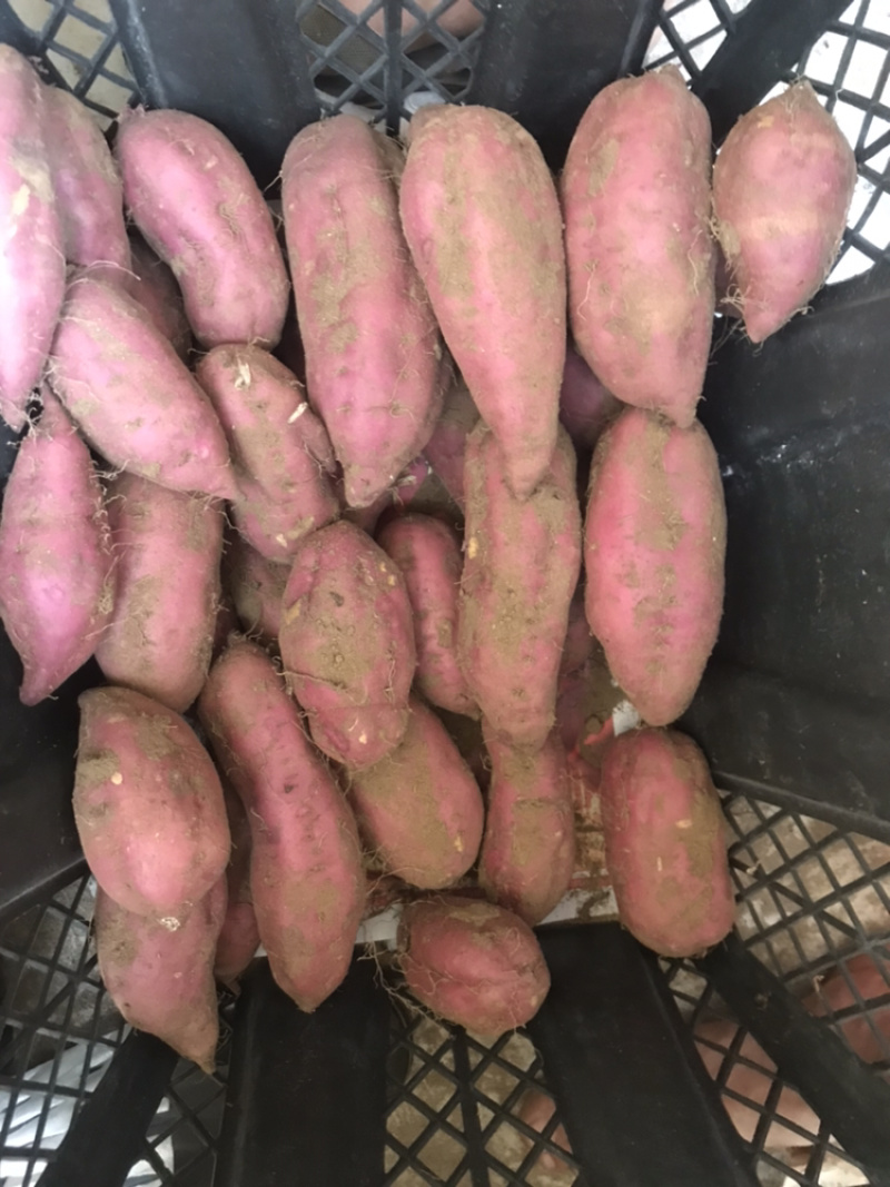 红薯海南澄迈桥头富硒板栗地瓜产地种植量大从优