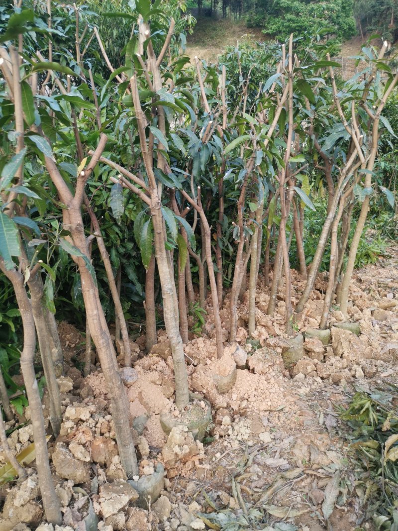 大量供应绿化芒果树