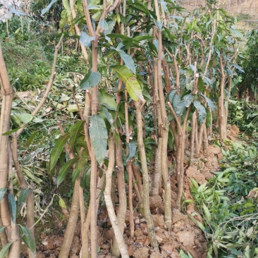 大量供应绿化芒果树