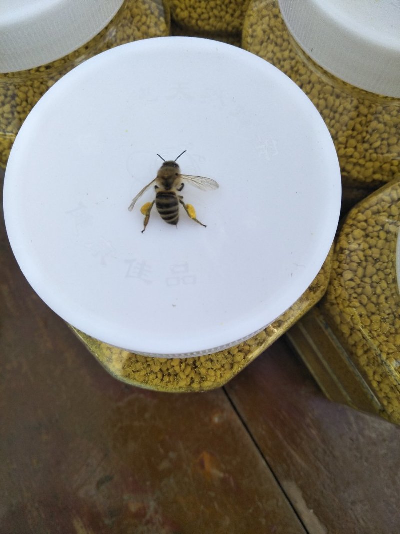 蜂巢蜜，青海蜂巢蜜，油菜花蜜炒面，青海百花蜂巢蜜