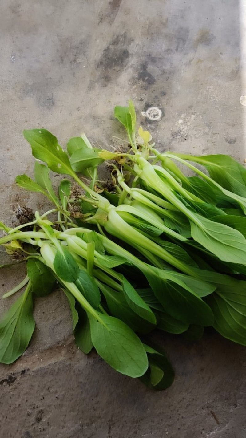 鸡毛菜