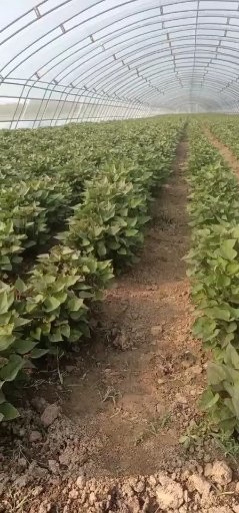 大量供应红薯苗