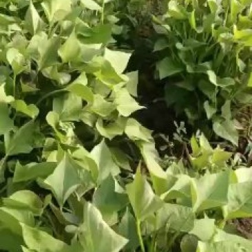 大量供应红薯苗