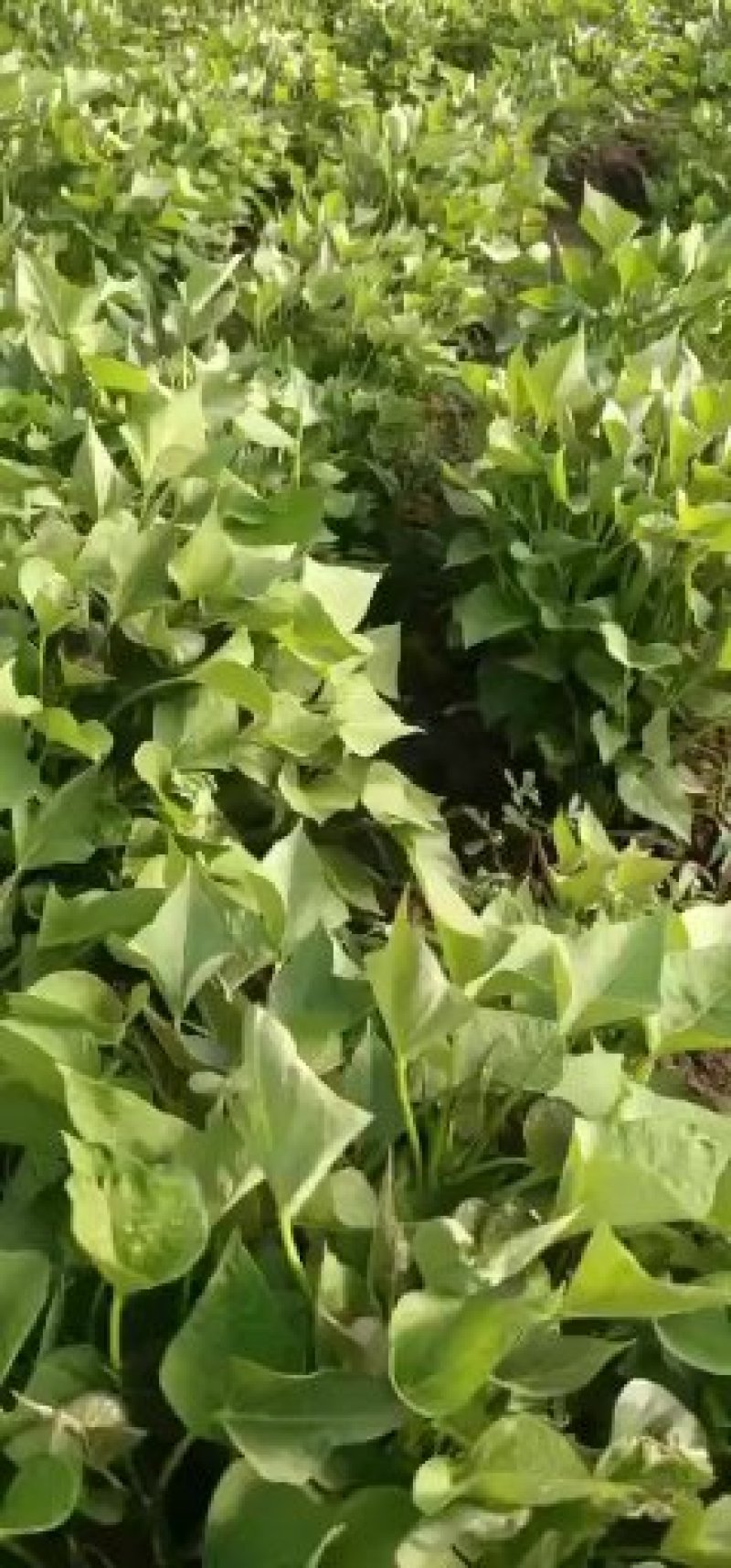 大量供应红薯苗