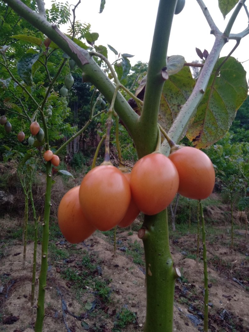 树番茄