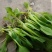 大棚鸡毛菜