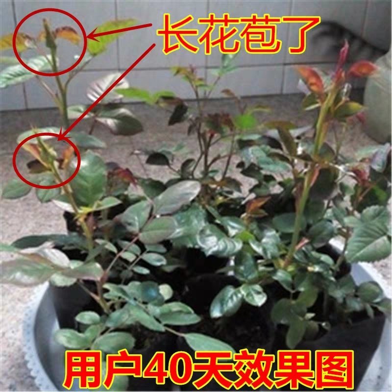 大花月季小苗，成活率高，保湿发货，适用盆栽，地栽