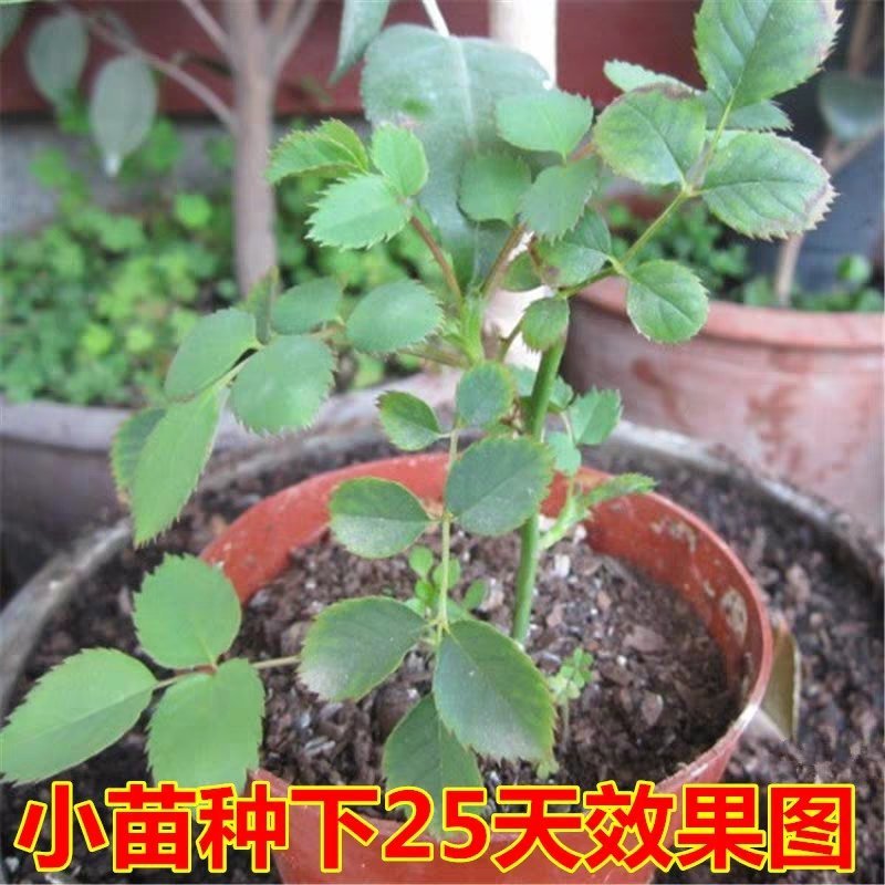 大花月季小苗，成活率高，保湿发货，适用盆栽，地栽