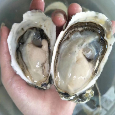 牡蛎生蚝一手货源广东台山蚝湛江蚝乳山蚝