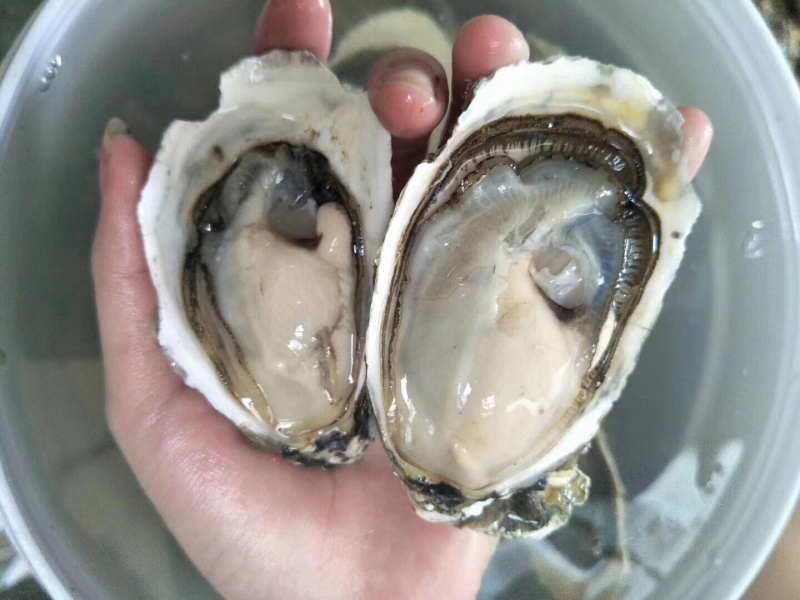 牡蛎生蚝一手货源广东台山蚝湛江蚝乳山蚝