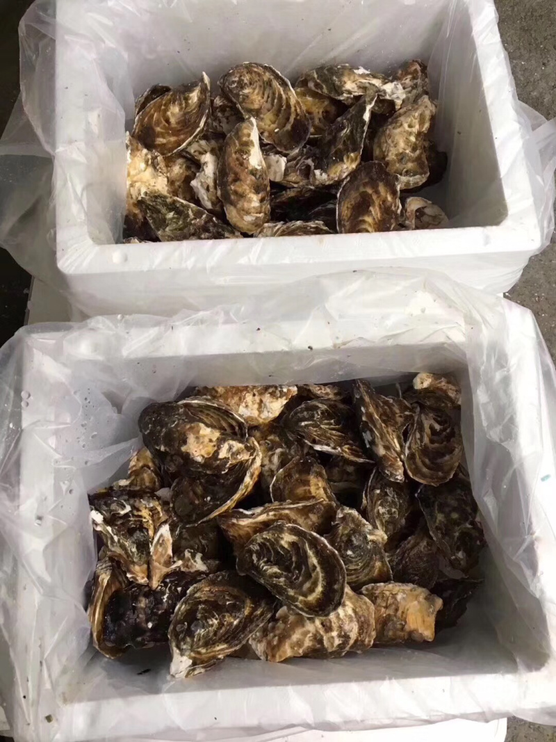 牡蛎生蚝一手货源广东台山蚝湛江蚝乳山蚝