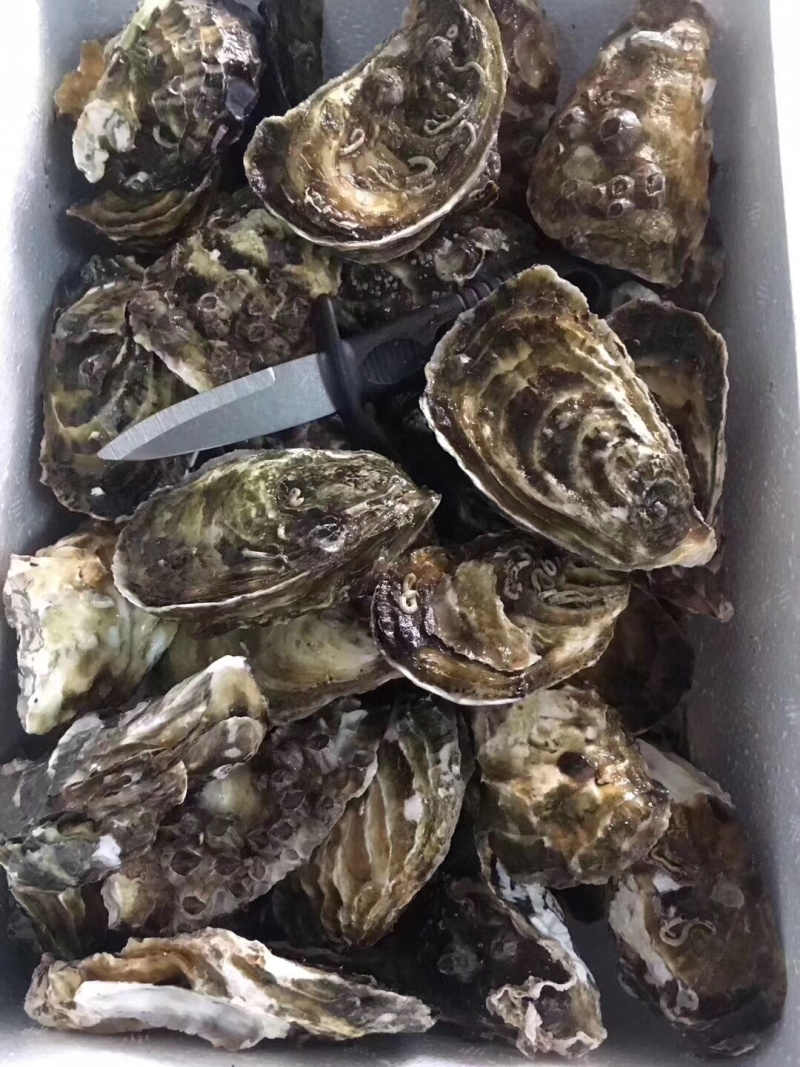 牡蛎生蚝一手货源广东台山蚝湛江蚝乳山蚝
