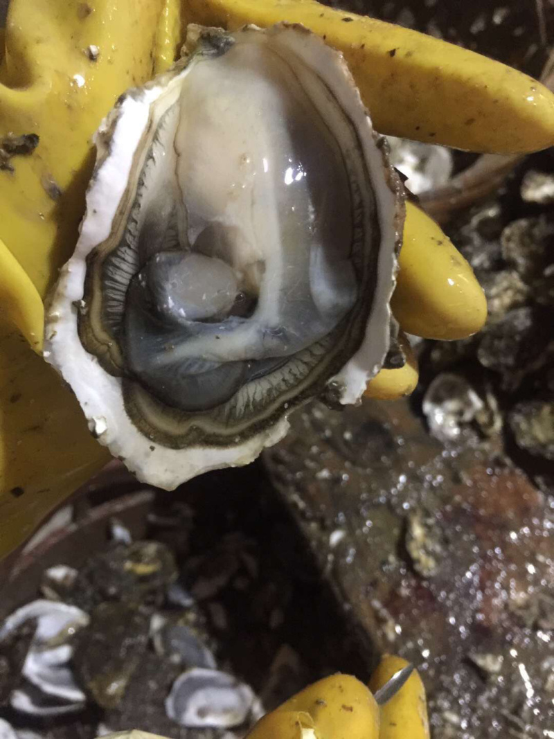 牡蛎生蚝一手货源广东台山蚝湛江蚝乳山蚝