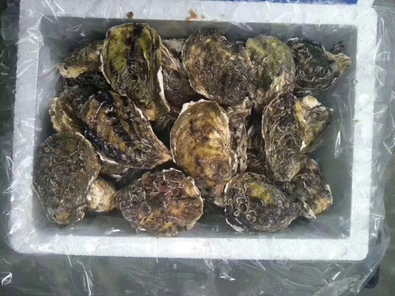 牡蛎生蚝一手货源广东台山蚝湛江蚝乳山蚝