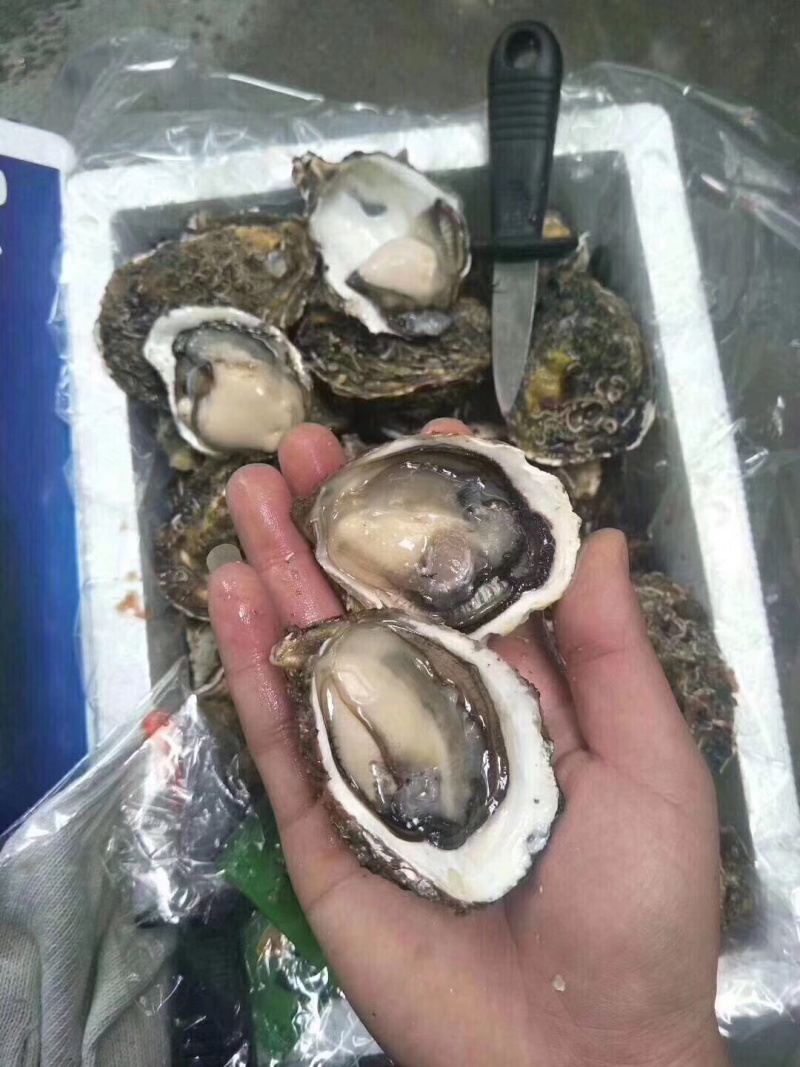 牡蛎生蚝一手货源广东台山蚝湛江蚝乳山蚝