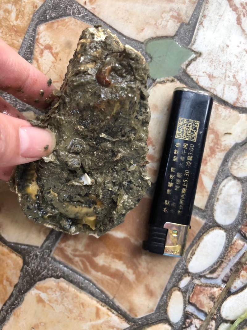 牡蛎生蚝一手货源广东台山蚝湛江蚝乳山蚝