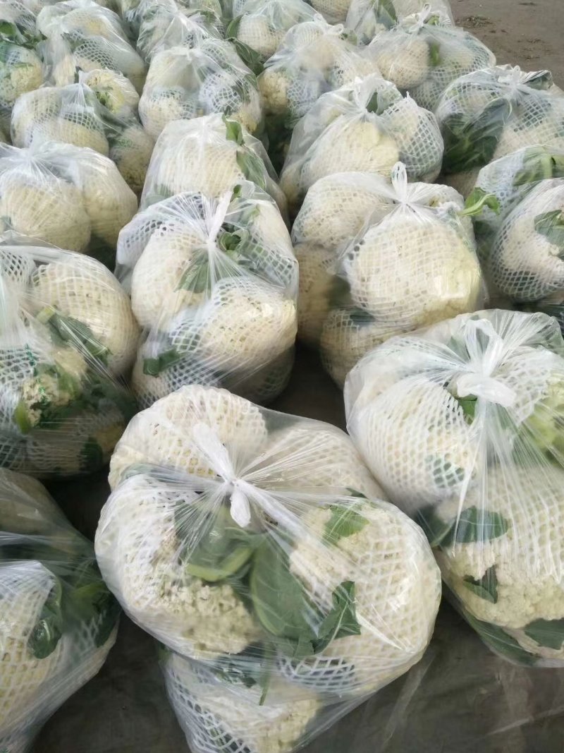 【抢购中】菜花白面青梗松花菜散花有机花