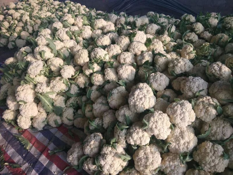 【抢购中】菜花白面青梗松花菜散花有机花