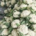 【抢购中】菜花白面青梗松花菜散花有机花