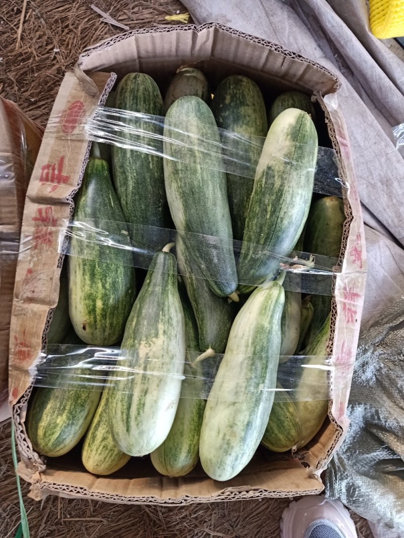 羊角脆甜瓜山东博洋61精品货源产地直发期待合作