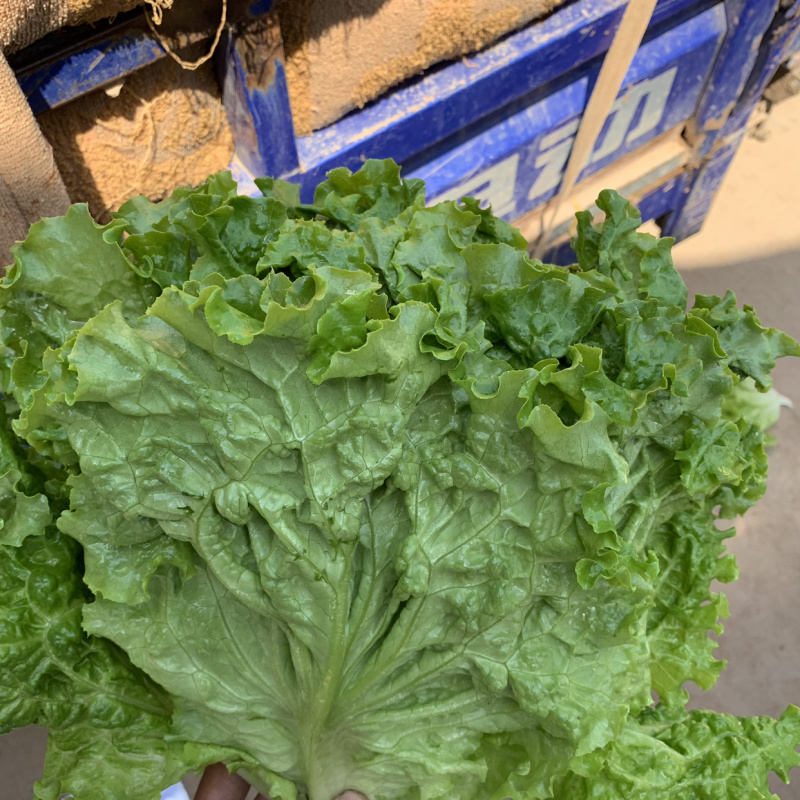 精品绿叶生菜产地直销一手货源价格靠谱质量放心