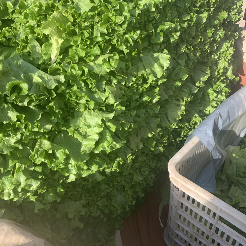 精品绿叶生菜产地直销一手货源价格靠谱质量放心