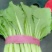 河北邯郸精品小白菜，保质保量交通运输方便，城信经营