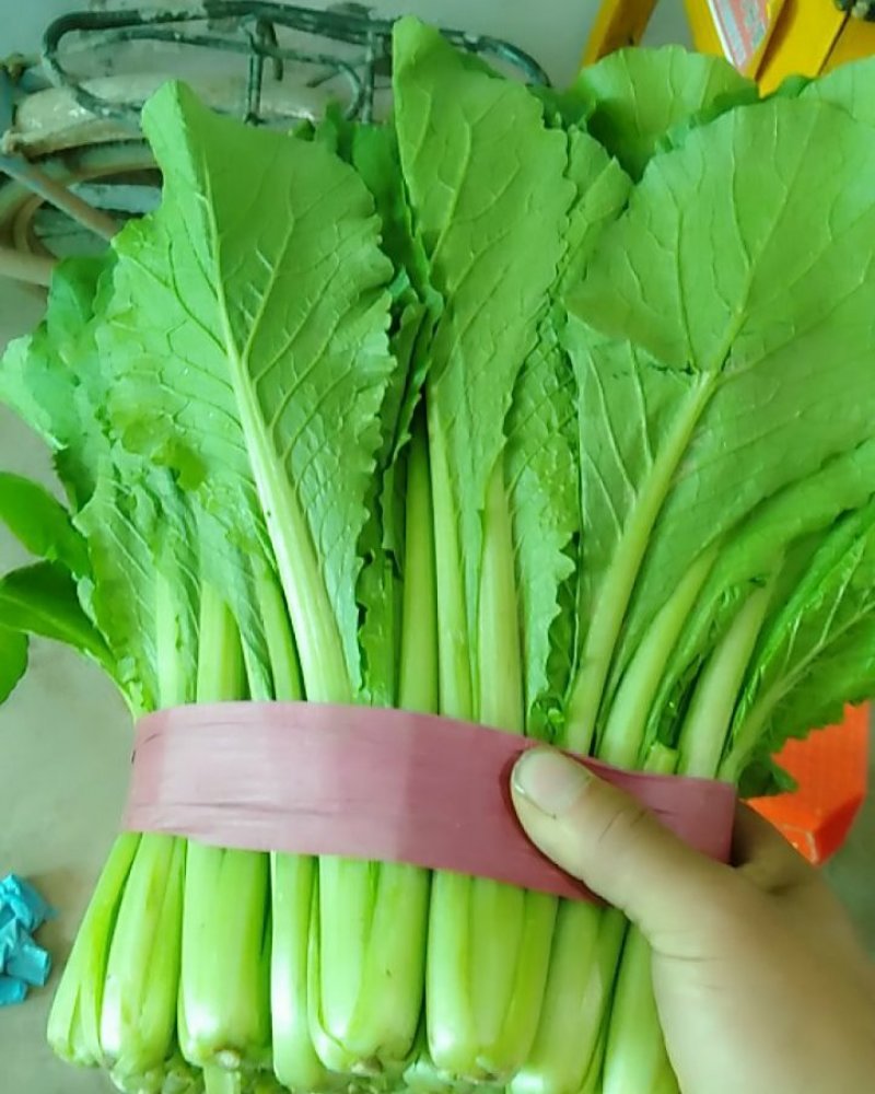 河北邯郸精品小白菜，保质保量交通运输方便，城信经营