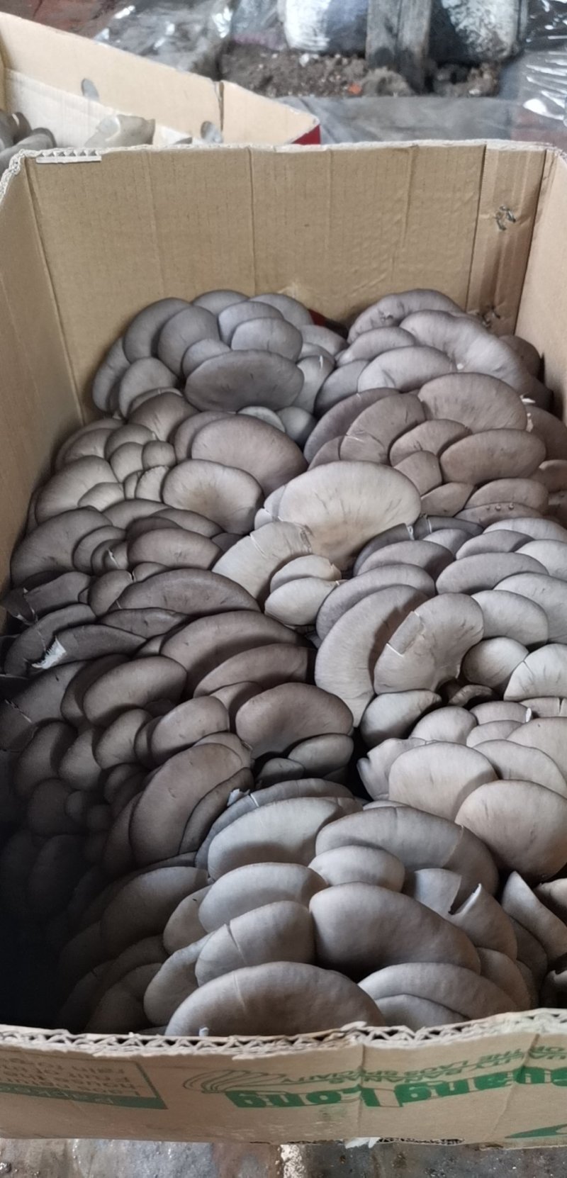 鲜平菇