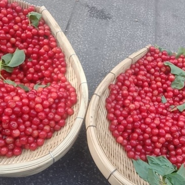 樱桃