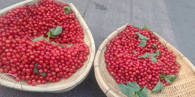 樱桃