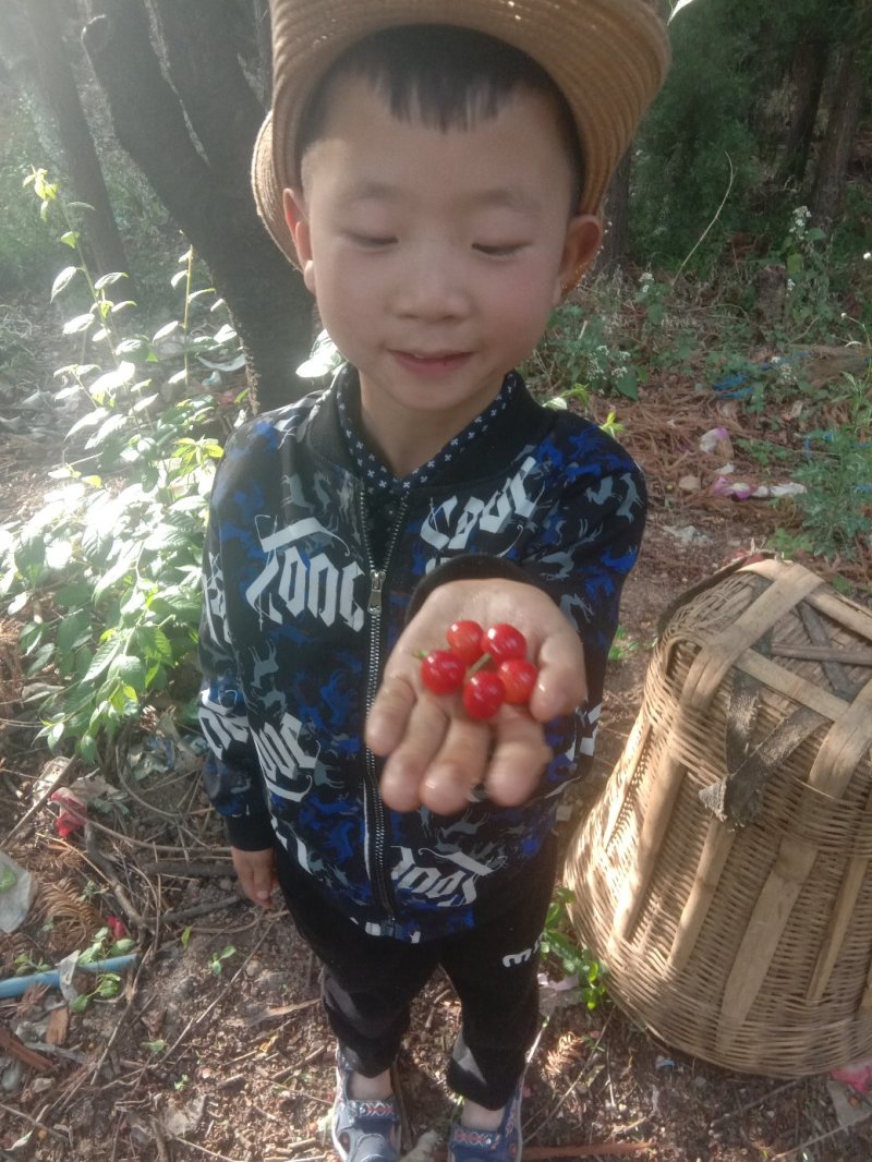 樱桃