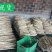 供应小白嘴精品箱装规格齐全产地直供大量现货
