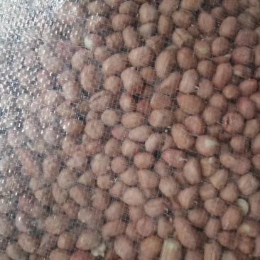 白沙精米，中颗粒精选7/8筛，一级商品，一级油料