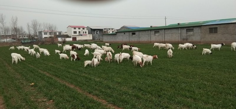 大小山羊百十只