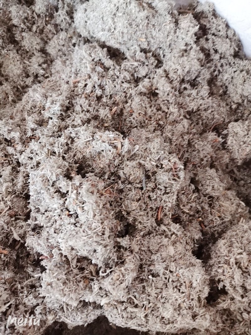 茵陈绵茵陈净货茵陈草产地直销品质保证各种草药