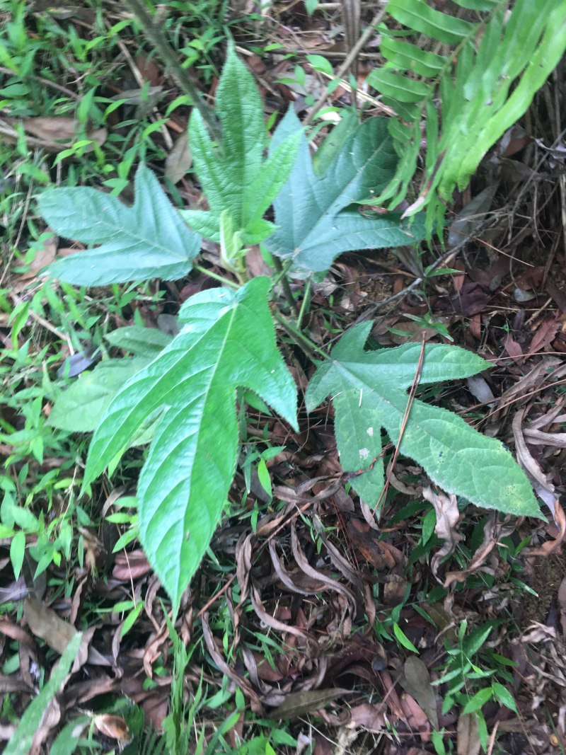 野生五指毛桃