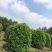 桂花地笼基地，地笼桂花2.2高，桂花树价格