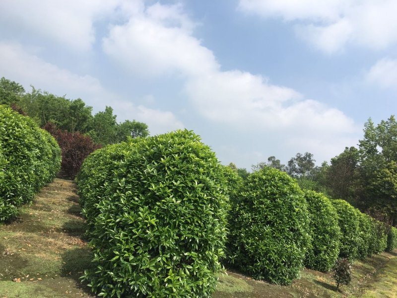 桂花地笼基地，地笼桂花2.2高，桂花树价格